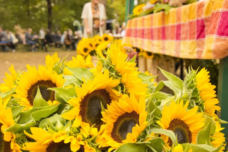 Bild: Sonnenblumenfest: Enten, Sonnenblumen und Livemusik