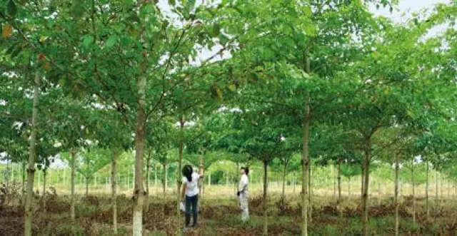 Bild: Tag der Tropenwälder: ForestFinance fordert Handelsverbot illegaler Tropenhölzer