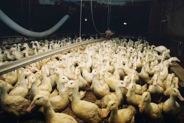 Bild: Entenmast und Entenzucht - tierschutzbilder.de bietet Fotos und Bilder zum Thema an