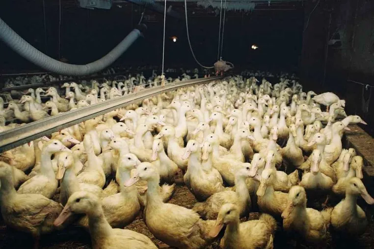 Bild: Entenmast und Entenzucht - tierschutzbilder.de bietet Fotos und Bilder zum Thema an