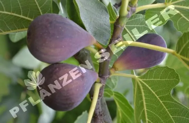 Bild: Feigenbäume in vielen Sorten erhältlich