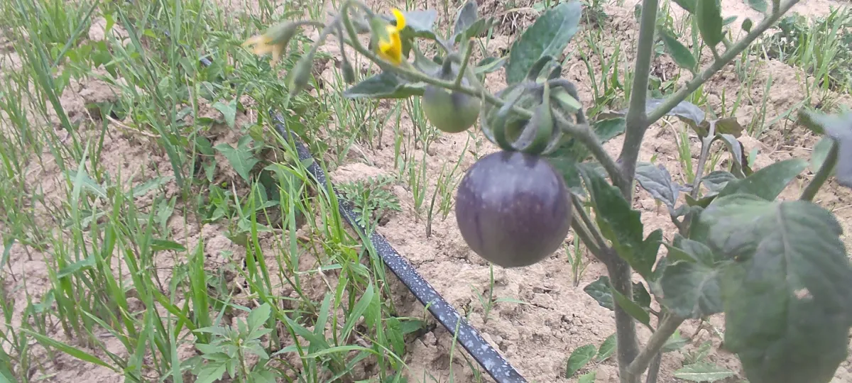 Unsere Feldfrischen Tomaten in Bioqualität