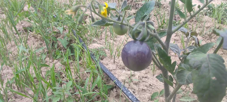 Einzigartige Kulinarische Erlebnisse in Vrnjacka Banja Serbien Bild: Einzigartige Kulinarische Erlebnisse in Vrnjacka Banja Serbien