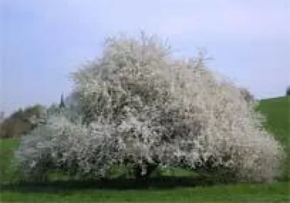 Bild: Natur-Heil-Dorf Bad Feilnbach - Das Lächeln der Natur