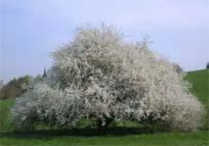 Bild: Natur-Heil-Dorf Bad Feilnbach - Das Lächeln der Natur