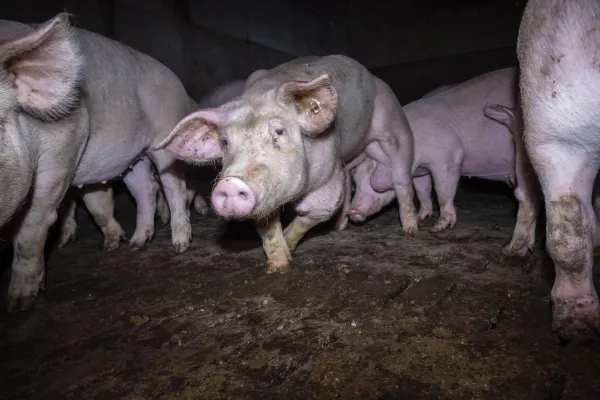 Bild: Skrupelloser Schweinemäster muss sich vor Gericht verantworten: Versteckte Videoaufnahmen zeigen Tierquälerei 