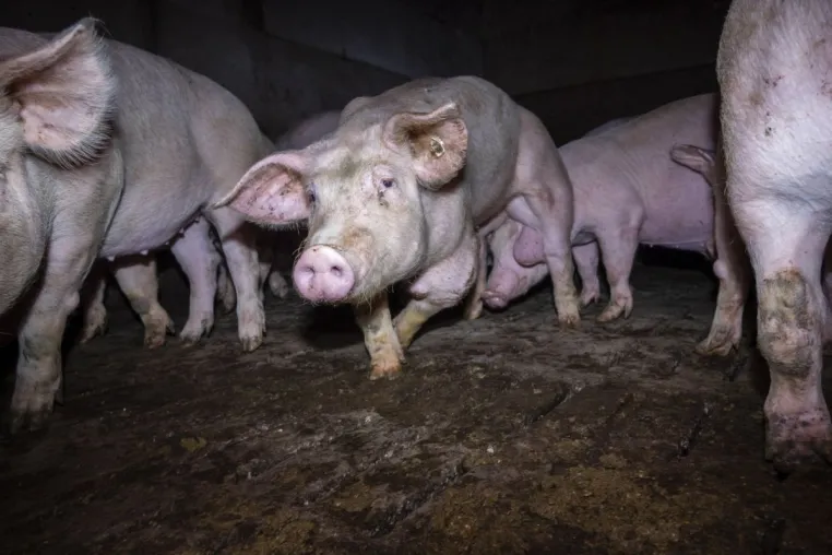 Bild: Skrupelloser Schweinemäster muss sich vor Gericht verantworten: Versteckte Videoaufnahmen zeigen Tierquälerei 