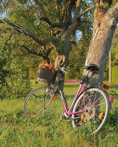 Bild: Neue Hessische Apfelwein- und Obstwiesenroute bei Homberg(Ohm)