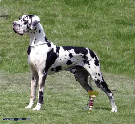 Bild: Deutsche Dogge Dragonheart vom Polarstern in Hall of Fame der Rassehunde aufgenommen