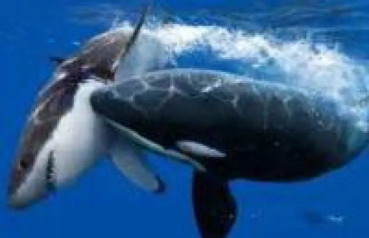 Bild: Der Schwertwal im Haifischbecken