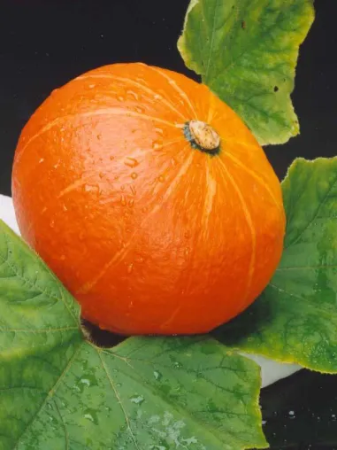 Bild: Carota-Kürbis-Farbstoffe zur Vorbeugung von AMD empfohlen