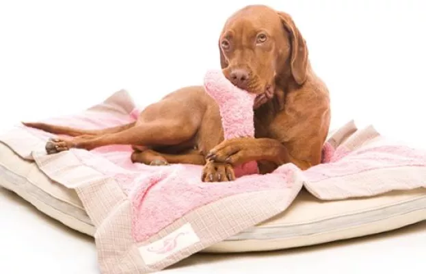 Neu bei schillerei® – Schadstofffreie Designprodukte für Hunde aus Biomaterialien Bild: Neu bei schillerei® – Schadstofffreie Designprodukte für Hunde aus Biomaterialien