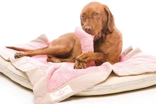 Bild: Neu bei schillerei® – Schadstofffreie Designprodukte für Hunde aus Biomaterialien