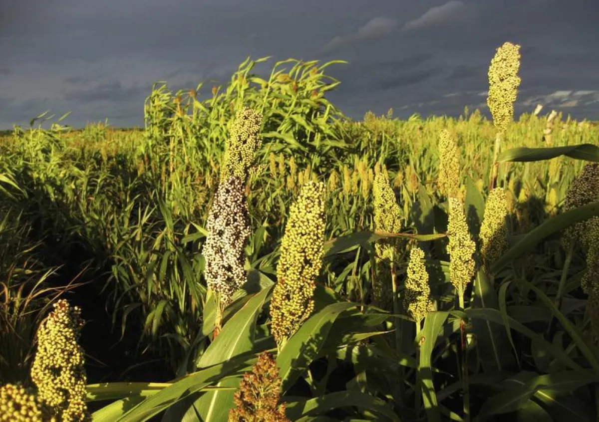 Genetisch diverse Sorghum-Hirseformen wachsen bereits an den landwirtschaftlichen Lehr- und Forschungseinrichtungen der JLU. (Foto: Dr. Steffen Windpassinger)