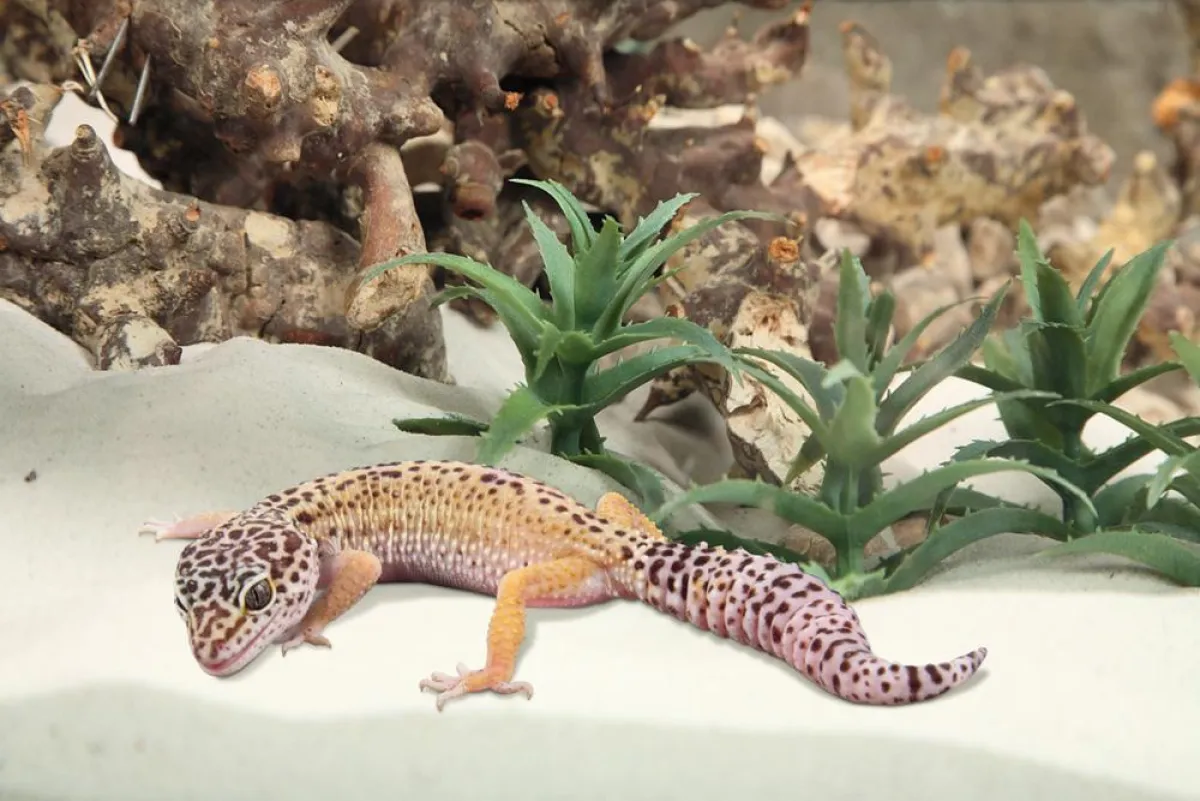 Der Hingucker schlechthin: Ein Leopardgecko im Wüstenterrarium.  Foto: sera .