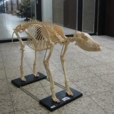 Bild: Analysieren-Identifizieren-Begutachten: VMTA ein Beruf zwischen Seuchen und Lebensmittelkontrolle