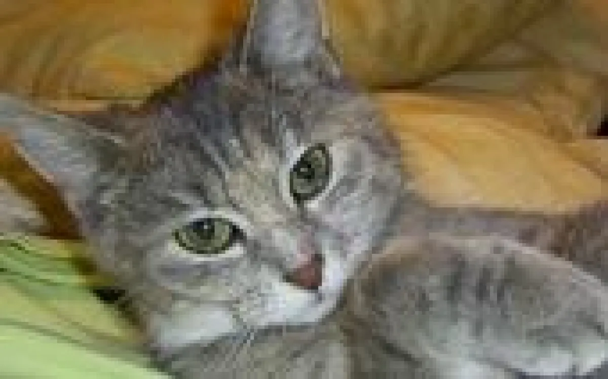 Meine Menschen sind in Urlaub und ich genieße es, zu Hause zu sein.