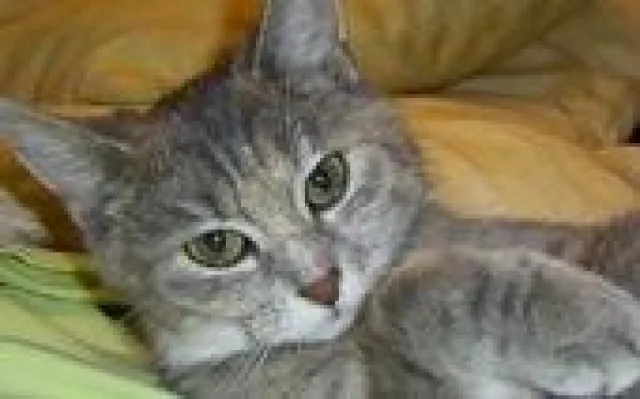 Bild: Catsitting im Weinsberger Tal - Neue Gruppe der Katzenfreunde gegründet