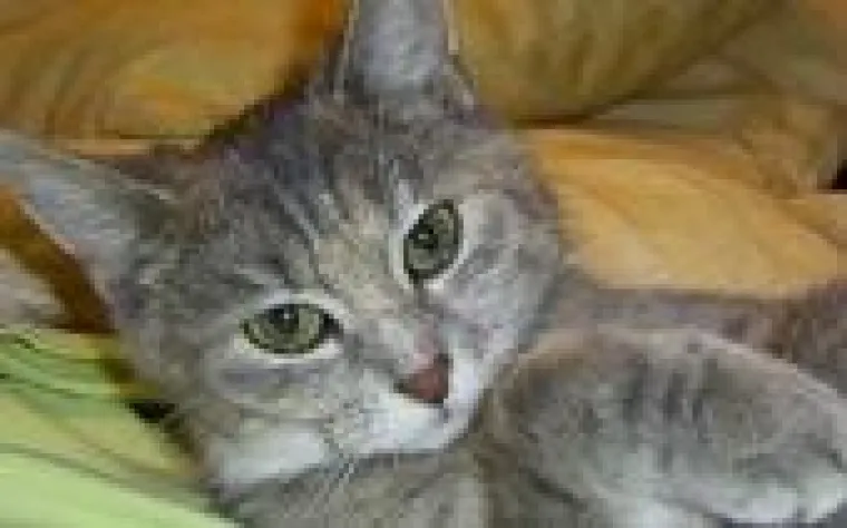 Bild: Catsitting im Weinsberger Tal - Neue Gruppe der Katzenfreunde gegründet