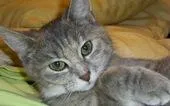 Bild: Catsitting im Weinsberger Tal - Neue Gruppe der Katzenfreunde gegründet