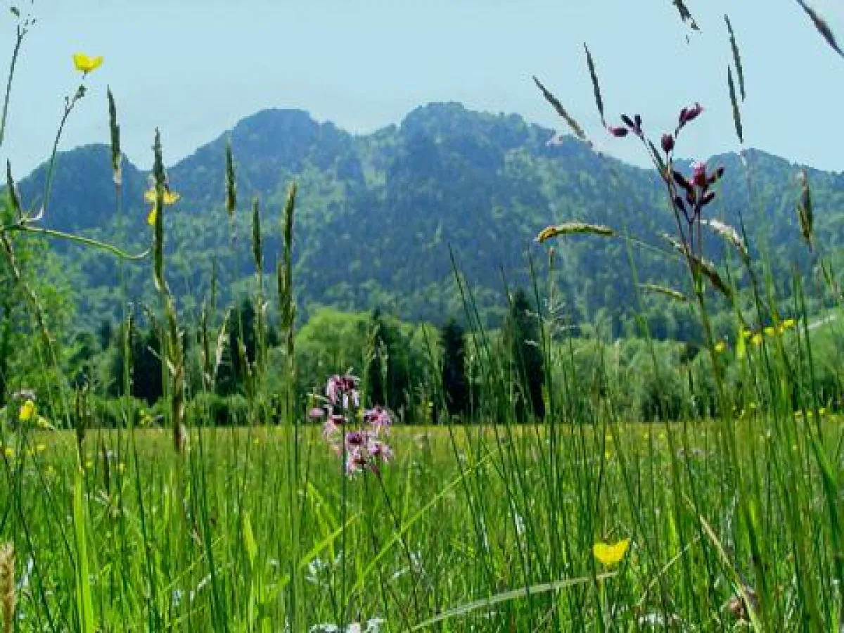 Frühling im Isarwinkel