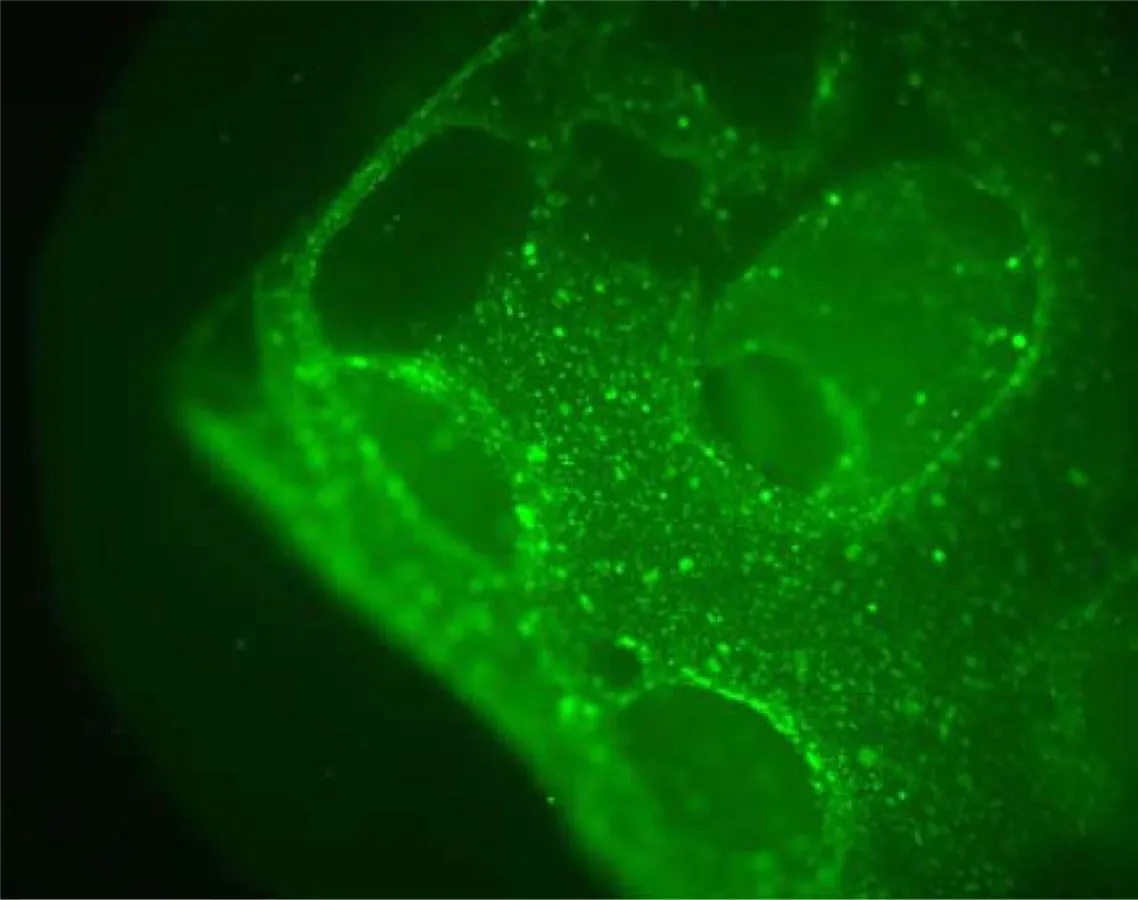 Besiedelung von Cerasorb-Zylindern mit Stammzellen. Die starke Fluoreszenz (grün) belegt die Vitalität der Zellen und die Verträglichkeit des Biomaterials