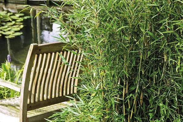 Bild: Neue Bambuspflanzen "Stars of Nature" ohne lästige Ausläufer