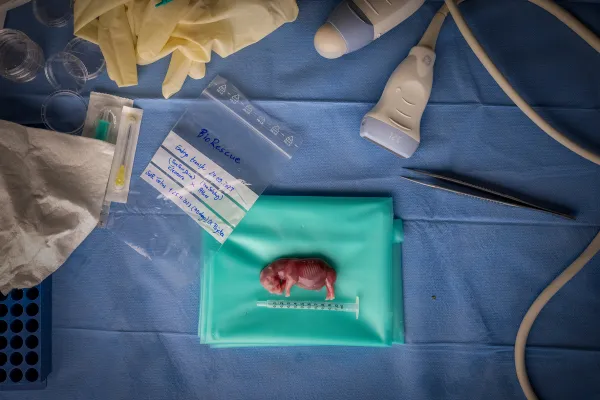 Foto des ersten erfolgreichen Embryotransfers bei Nashörnern gewinnt Preis beim „Wildlife Photographer of the Year 2025“ Bild: Foto des ersten erfolgreichen Embryotransfers bei Nashörnern gewinnt Preis beim „Wildlife Photographer of the Year 2025“