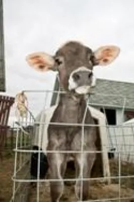 Bild: Biologisch statt antibiotisch