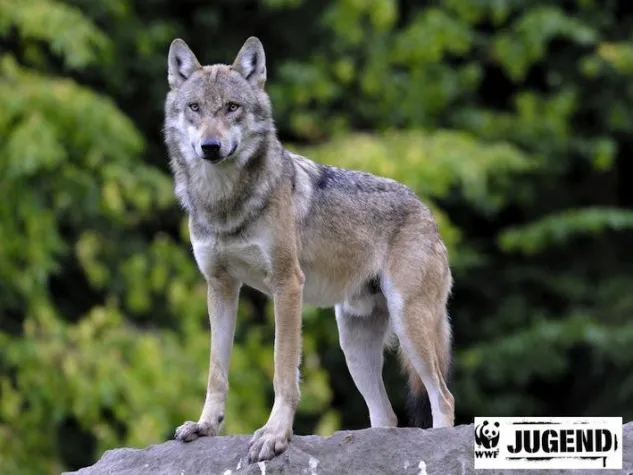 Bild: Mit dem WWF den Wölfen auf der Spur