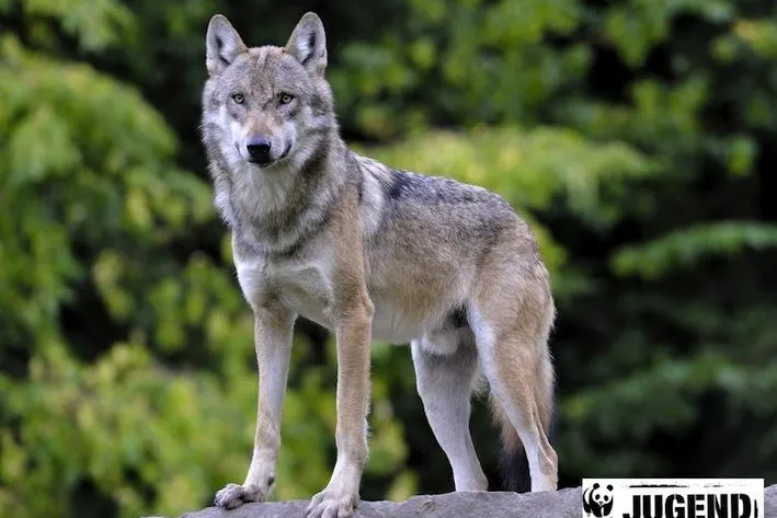 Bild: Mit dem WWF den Wölfen auf der Spur