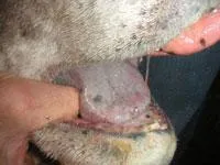 Bild: Fort Dodge entwickelt ersten Kombinationsimpfstoff gegen Serotypen 1 und 8 der Blauzungenkrankheit in Europa