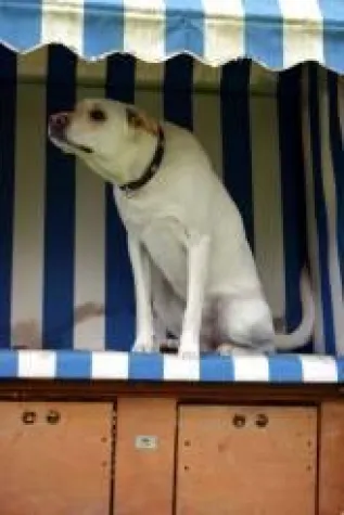 Bild: Urlaub mit Hund im Ferienhaus