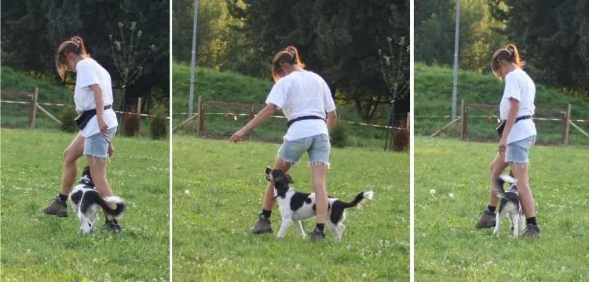 Tanzhund Mozart beim üben