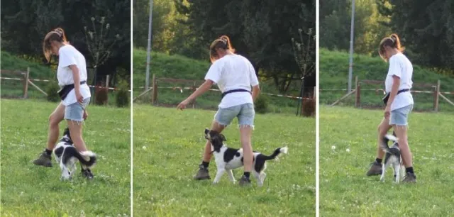 Bild: Tanzhund Mozart wieder in Aktion