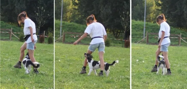 Tanzhund Mozart wieder in Aktion Bild: Tanzhund Mozart wieder in Aktion