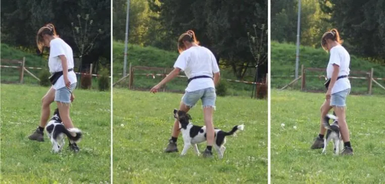 Bild: Tanzhund Mozart wieder in Aktion