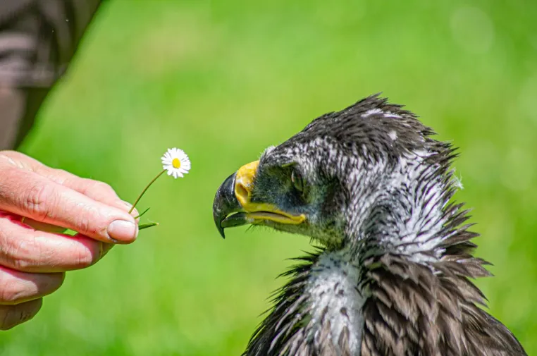 Bild: Beeindruckender Nachwuchs-Star für die Flugschau des Wildpark Müden