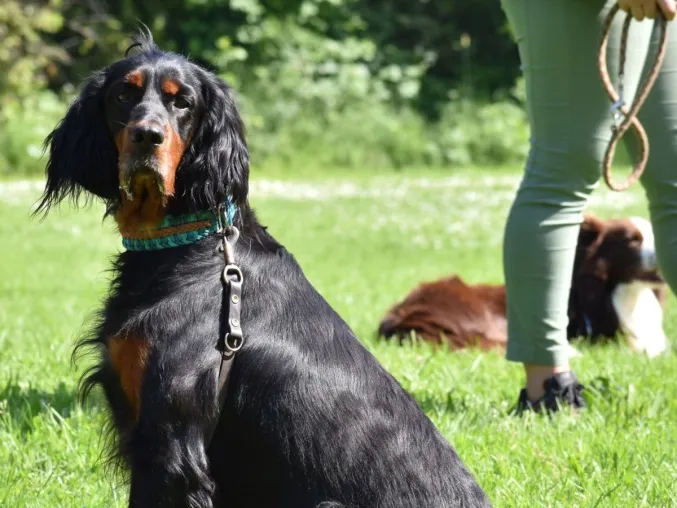 Bild: Traumjob Hundetrainer – Lehrgang der Kölner Hunde-Akademie bereitet auf den Job vor