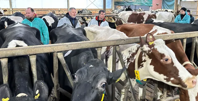 Bild: Führt späteres Besamen bei Milchkühen zur Verbesserung von Stoffwechsel, Milchleistung und Fruchtbarkeit?