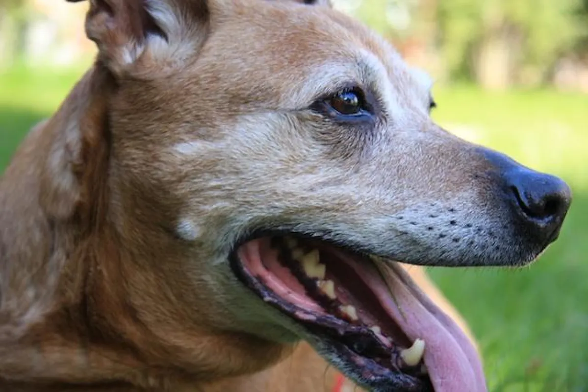 Der Hund braucht seinen Auslauf. Im Notfall hilft www.hundebetreuer-in.de aus Berlin Tegel