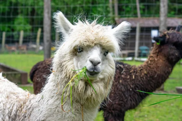 Bild: Alpakas im Wildpark Müden