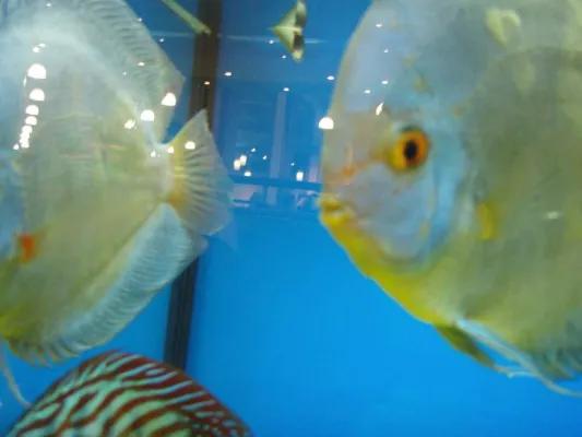 Deutscher Jugendfotopreis 2008 - 2. und 3. Preis für Kindertagesstätten von WABE e.V. Bild: Deutscher Jugendfotopreis 2008 - 2. und 3. Preis für Kindertagesstätten von WABE e.V.