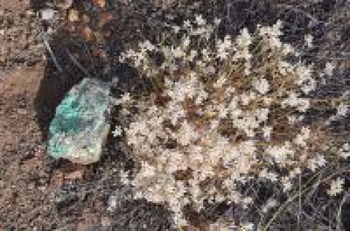 Kurze Verzögerung bei Altona Minings Transaktion aufgrund einer Naturkatastrophe Bild: Kurze Verzögerung bei Altona Minings Transaktion aufgrund einer Naturkatastrophe