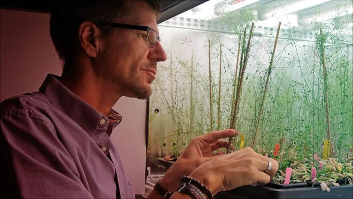 Prof. Dr. Arnd Schnittger vor einem Kulturschrank mit Exemplaren der Ackerschmalwand (Arabidopsis thaliana). (UHH/Nicolai)