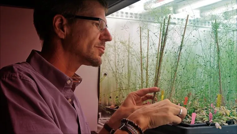 Bild: Forscher der Universität Hamburg entdecken Mechanismus zur Verdopplung von Pflanzengenomen