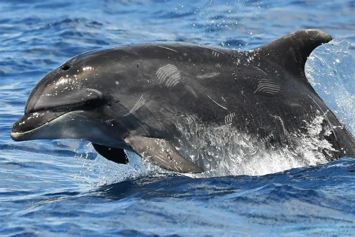 Bild: Delfin-und Walforschung auf den Master-MINT Expeditionen auf den Azoren!