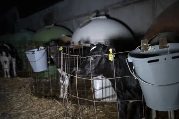 Bild: ANINOVA deckt auf: Video über das grausame System der Milchindustrie erreicht über 1 Mio Menschen a. Instagram