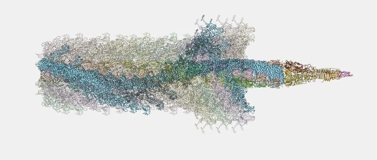 Struktur der bakteriellen Nano-Harpune – dem sogenannten Typ VI Sekretionssystem – während der Kontraktion. (Universität Basel, Biozentrum)