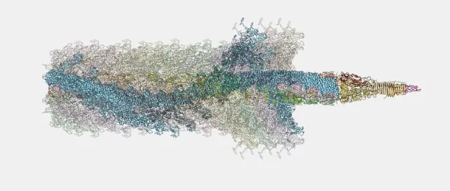 Bild: Bakterielle Nano-Harpune funktioniert wie Power-Bohrer